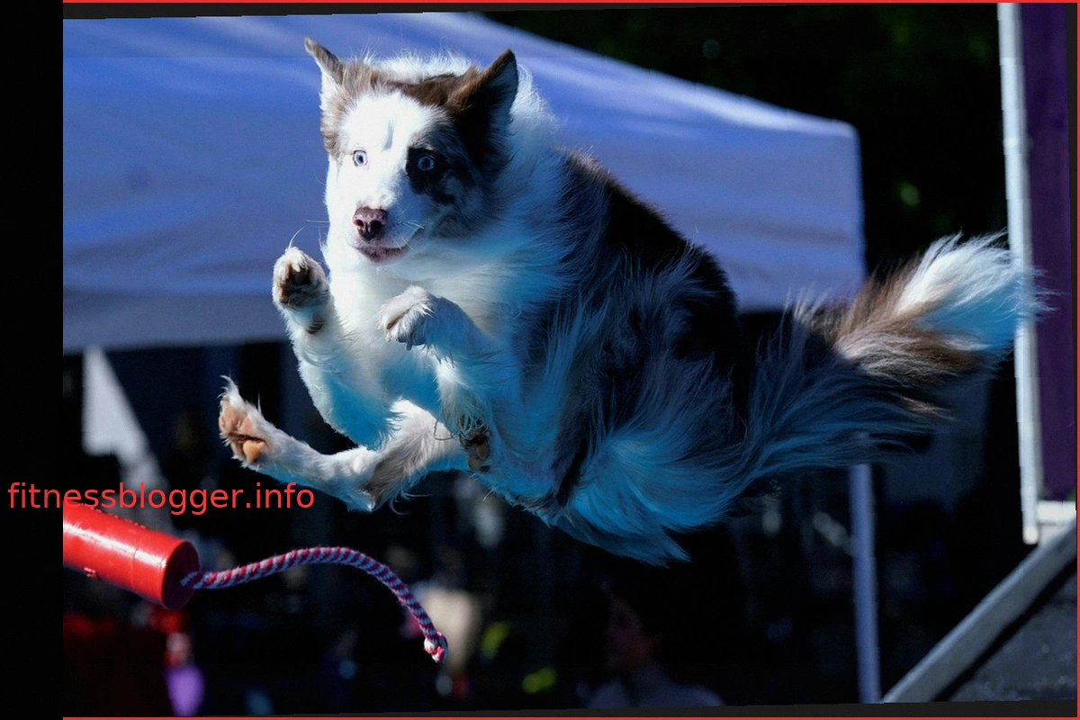 AKC Diving Dogs 2026: Hometown Team Philadelphia Claims Victory in Team Challenge